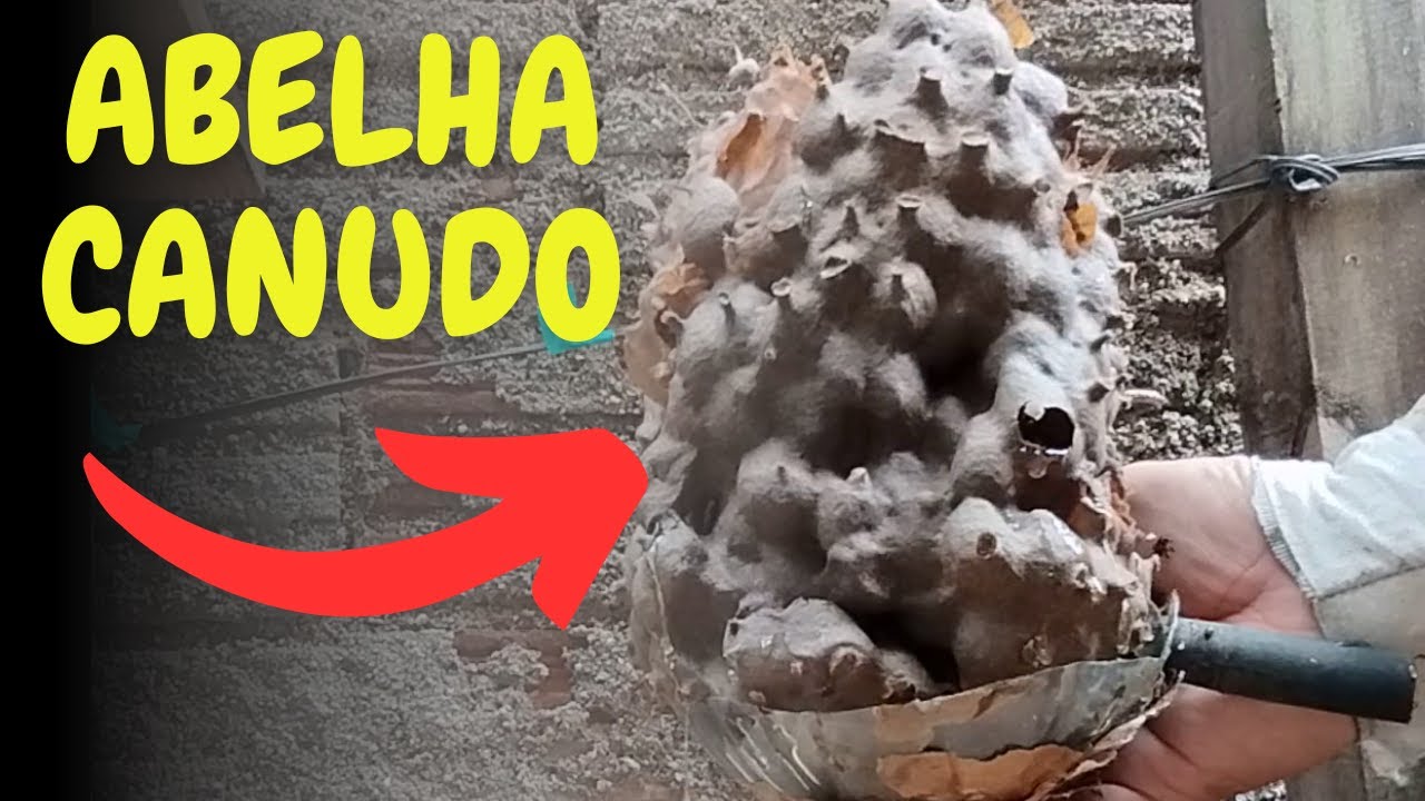 Transferência de ABELHA CANUDO