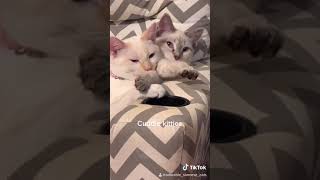 Cute Cuddling Kitties