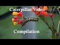 Caterpillar compilation
