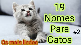Nomes Para Gatos | Você vai logo escolher 1  #2