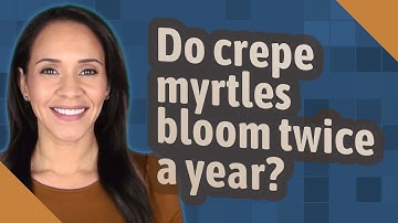 Do crepe myrtles bloom twice a year?