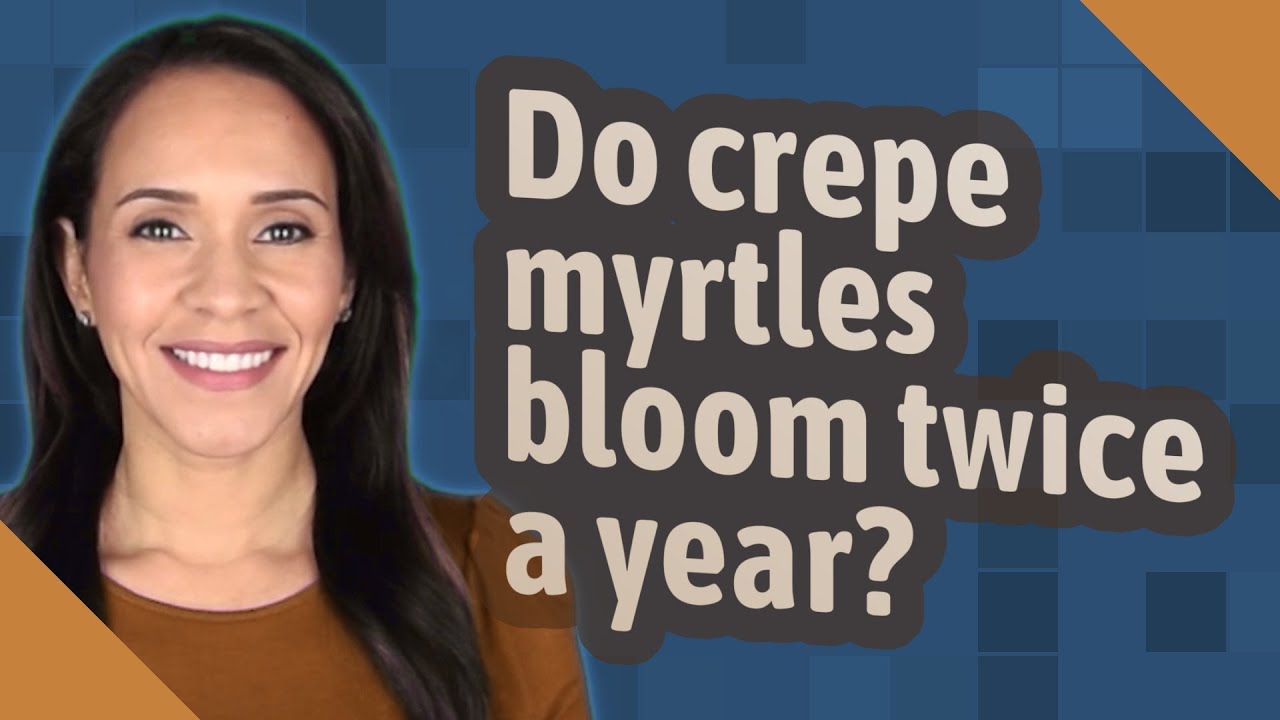 Do crepe myrtles bloom twice a year?