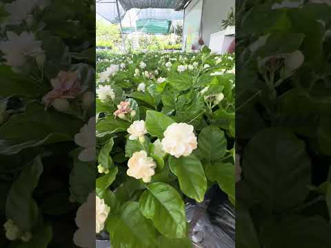 Hoa lài trà/lài ta cánh kép