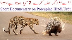 Amazing Facts of Porcupine in Hindi/Urdu- سے اپنے کانٹے دشمن پر کیسے مارتی ہے