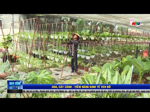 Video Hoa, Cây cảnh - Tiềm năng kinh tế ven đô | Nhịp sống... - youtube