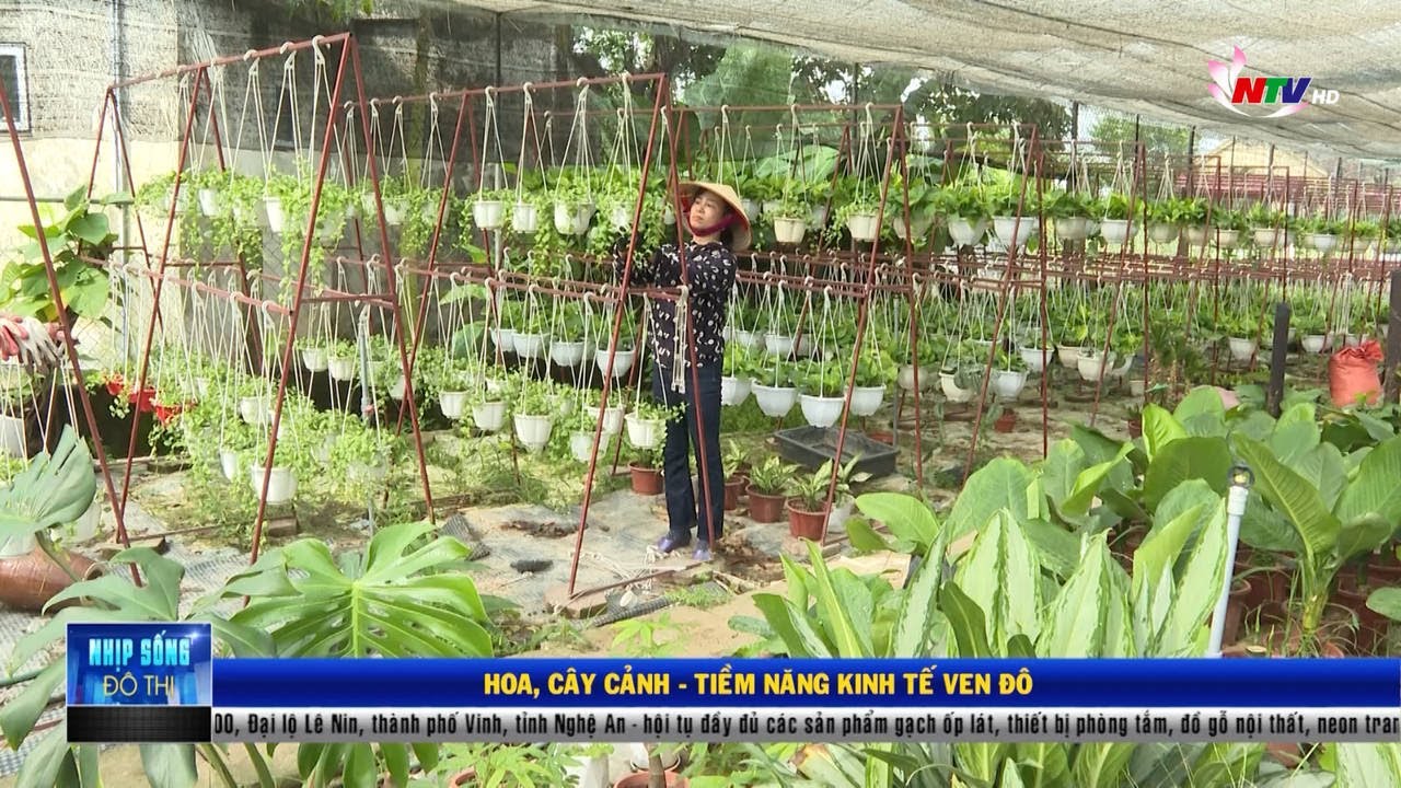 Hoa, Cây cảnh - Tiềm năng kinh tế ven đô | Nhịp sống đô thị