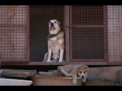 ქართული ნაგაზი ლეკვთან ერთად