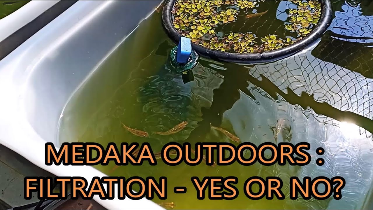 medaka rice fish outdoors - filtration yes or no