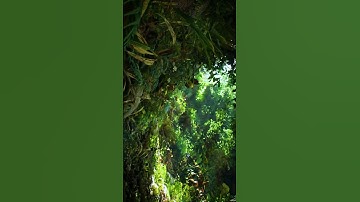 Rendering of a forest scene. #3dcg #cg #forest #lighting #unrealengine #unrealengine5