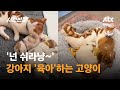 &#39;넌 쉬라냥~&#39;…강아지 &#39;육아&#39;하는 고양이 #글로벌픽 / JTBC 사건반장