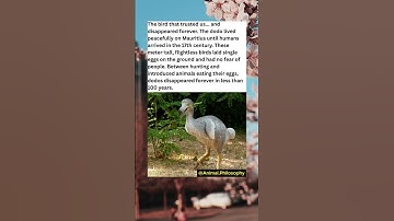 How Humans Drove the Dodo Bird to Extinction in Less Than 100 Years