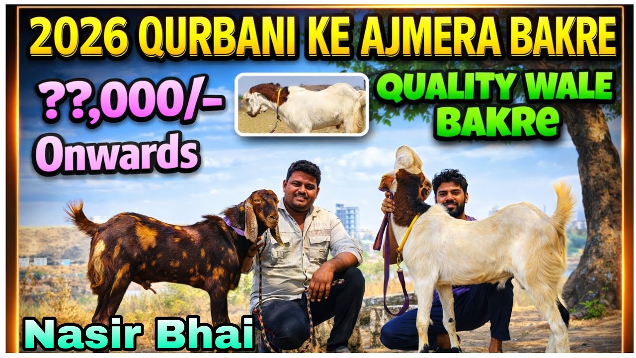 2026 Qurbani ke Ajmera Bakre in Kalyan #youtubevideos #viralvideo @AsimShaikh