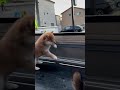 海おじちゃんと、軽トラ警備隊‼️ Uncle Umi and light truck security guard!!️ I Love Cute Shiba Inu Dogs #shorts