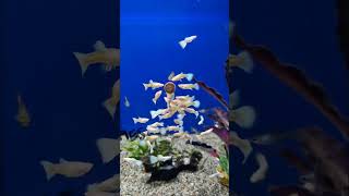 Feeding aquarium fish aquariumfish colorful viral viralshort shorts short subscribe