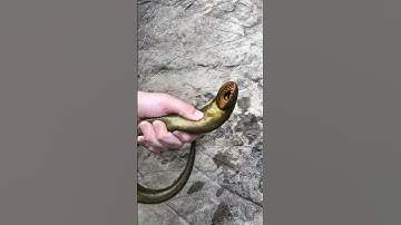 Lamprey