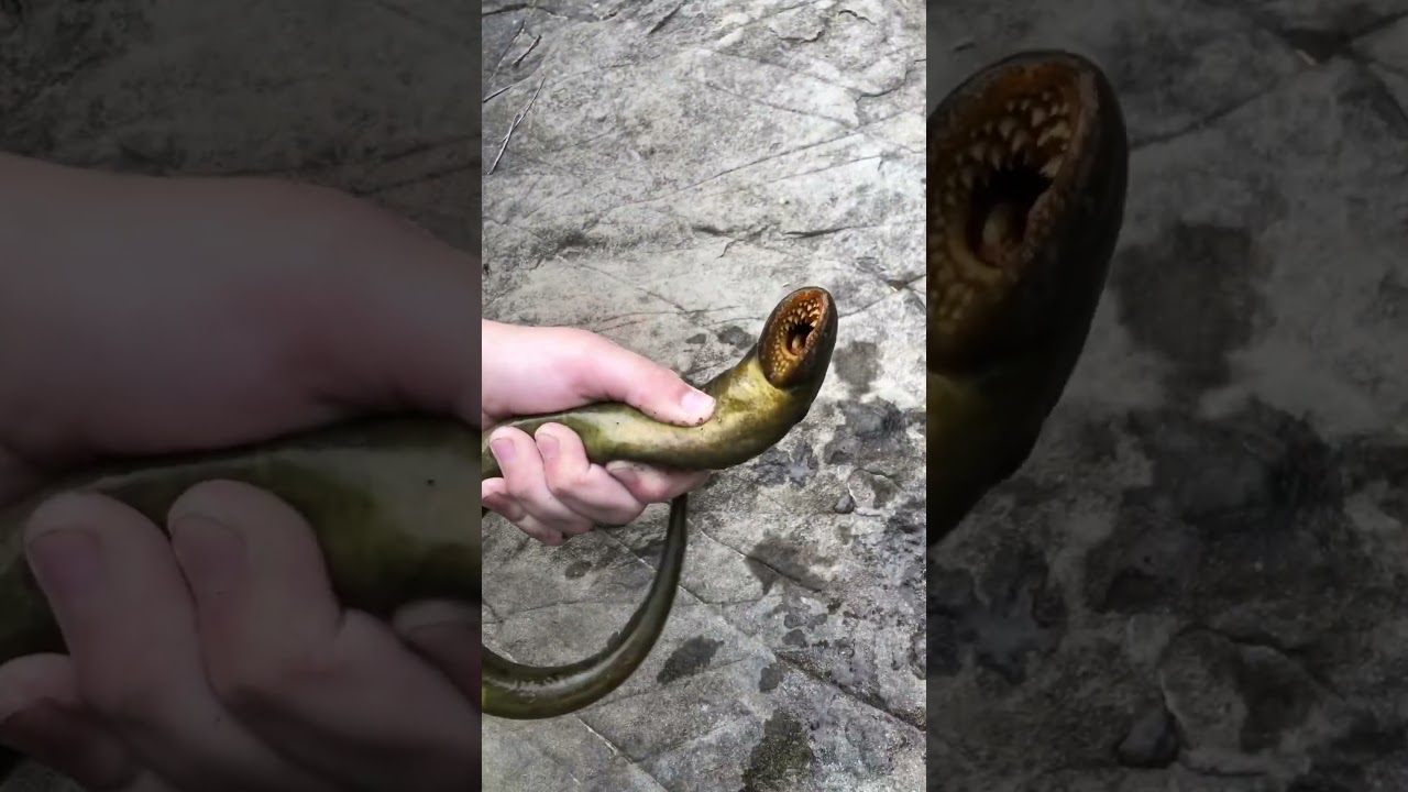 Lamprey