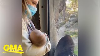 Zookeeper introduces her newborn baby to gorilla friend in adorable video l GMA