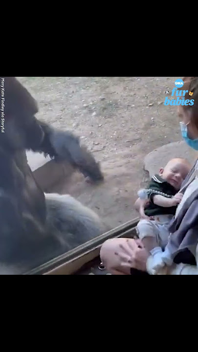 Zookeeper introduces her newborn baby to gorilla friend in adorable video l GMA