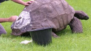 The World's Oldest Land Animal Gets His First Bath After 184 Years - Newsy