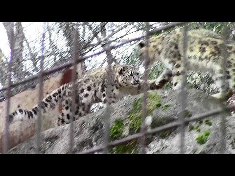video phone beyonce mp3 狩りの練習をするユキヒョウ親子「ミミ&フク」(多摩動物公園)その2 Snow Leopard Mother & Cub
