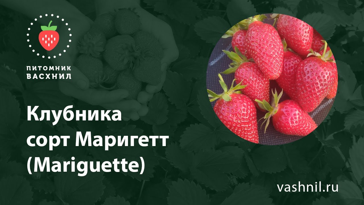 Клубника Маригетт (Mariguette) - YouTube