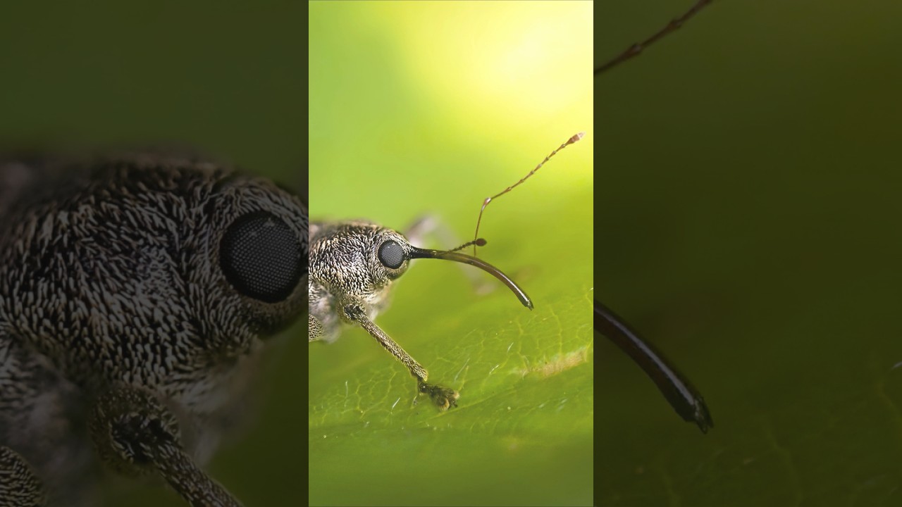 Photographing a weevil #macrophotography #naturephotography #insects #weevil #naturelovers