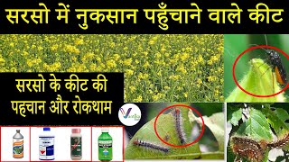 सरसो में नुकसान पहुँचाने वाले प्रमुख कीटऔर रोकथाम|Major Pests of Mustard Crop and their management