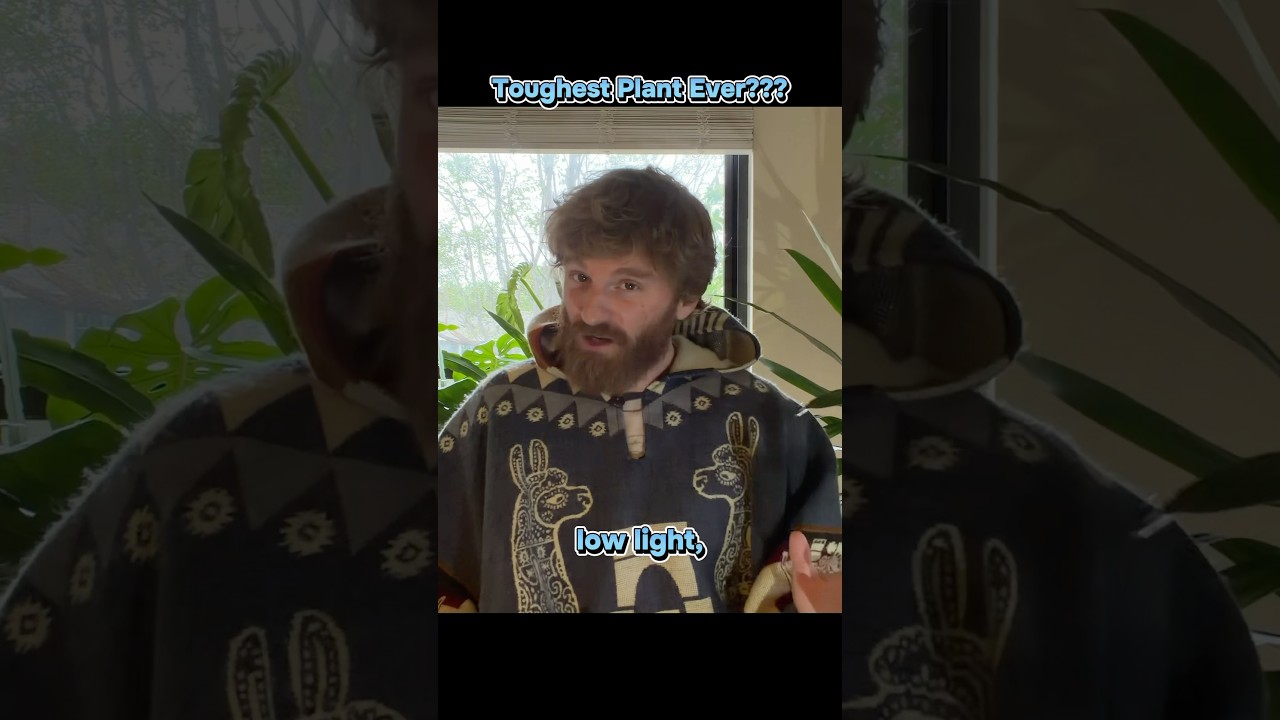 Anyone Can Grow These Indestructible Plants Inside!! #indoorplants #ihavethisthingwithplants