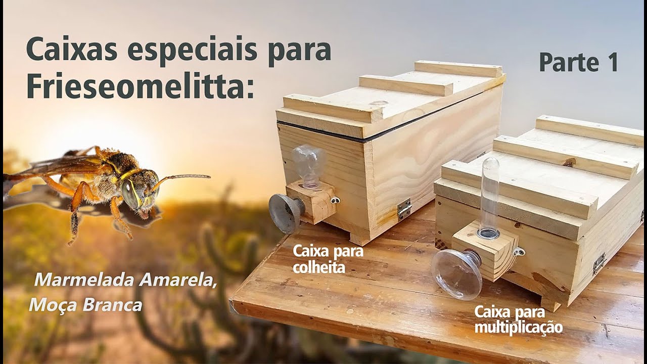 Caixas especiais para Frieseomelitta: Marmelada Amarela, Moça Branca - Parte 1