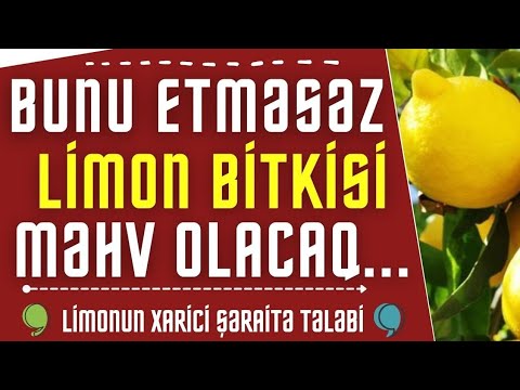 Video: Qapalı limonun doğulduğu yer