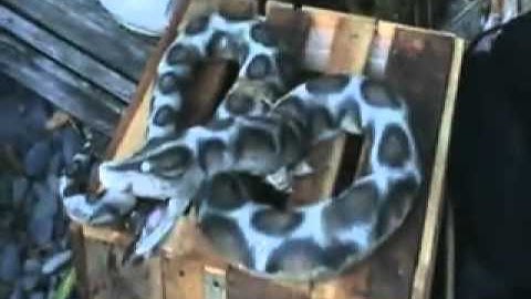 Fearscapestudios.com SNAKE ATTACK CRATE Halloween Animatronic