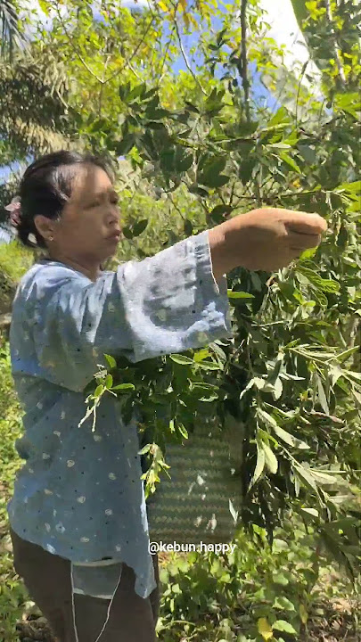 Petik Kacang Gude yang Panennya 1 kali dalam setahun #berkebun