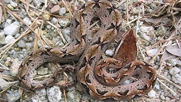 RẮN CHÀM QUẠP - Rắn độc nguy hiểm nhất khu vực phía nam | @pntk-tv