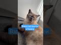 Томас вновь делится умными мыслями, жаль не АСМР разговоры😂 #позитив #кот #юмор #популярное