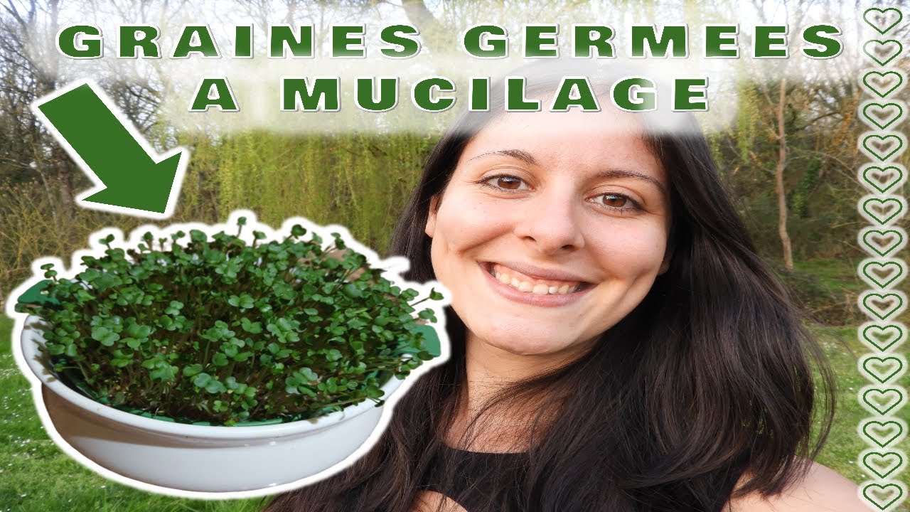 FAIRE GERMER DES GRAINES A MUCILAGE