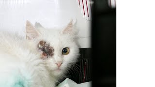 Această pisică a fost împușcată de două ori în ochi și in burtă. by Stela and the cats 16 views 6 months ago 13 minutes, 15 seconds
