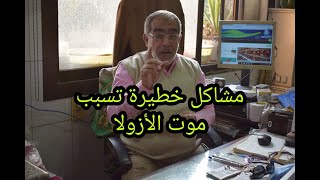 فشل زراعة الأزولا.. الأسباب والعلاج