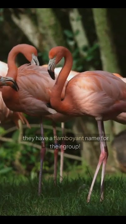 A Group of Flamingos Is Called a "Flamboyance"! #shorts #facts #animals