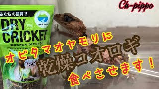 【オビタマオヤモリ】お待たせしました‼︎オビタマオヤモリが乾燥コオロギを食べます！