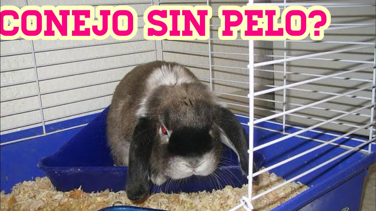 ¿Por que a mi conejo se le cae mucho el pelo? - YouTube