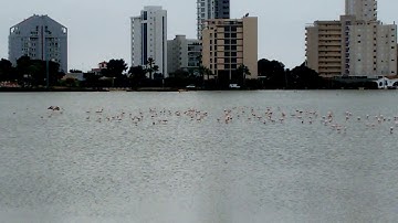 Flamingo on salt lake , Calpe