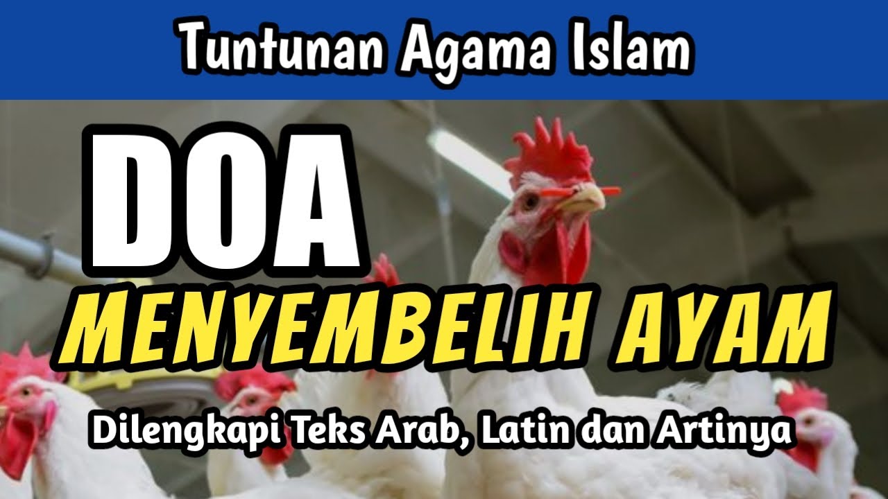 Doa Menyembelih Ayam Jantan Dan Betina Menurut Islam Lengkap Arab Latin Dan Artinya Youtube