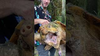 HUGE Suwannee Alligator Snapping Turtle ?