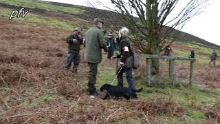 Watch FTCh WINDWITHE SOLITAIRE of STRIGIDAE runs at the 2019 Kennel Club CockerSpaniel Championship