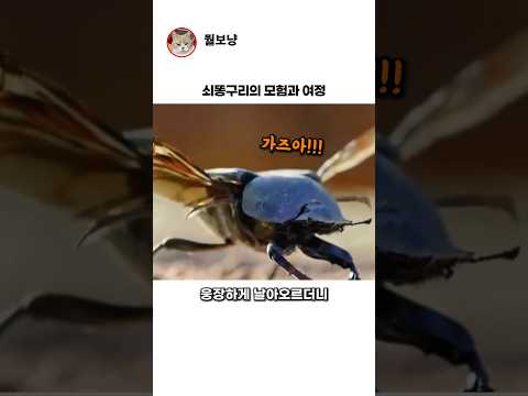 쇠똥구리의 여정ㅋㅋㅋ thumbnail