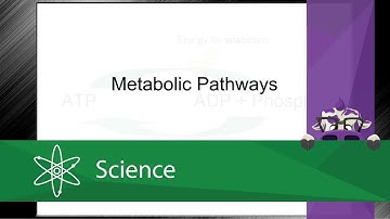Metabolic Pathways (Screencast)