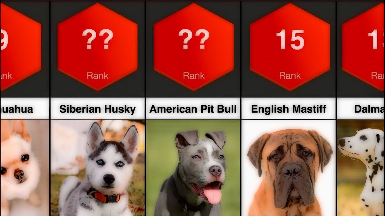 what is the hardest breed of dog to train