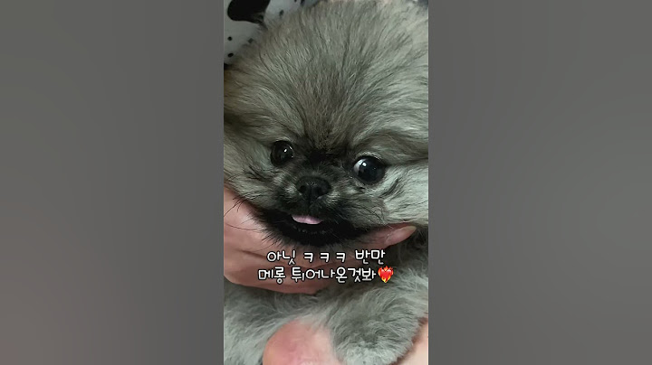 #포메 #강아지 #애견영상 #반려견 #파티포메 #강아지브이로그 #포메리니안 #메롱하는강아지 #귀여운강아지 #pets #dogshorts #puppydog