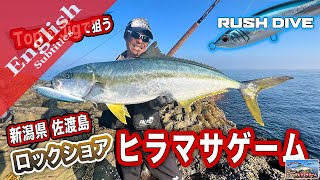 Kingfish on RUSH DIVE and Jigs in Sado island, Niigata prefecture.