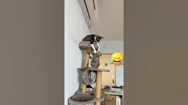 Watch the video about Sphynx and Cornish Rex playing